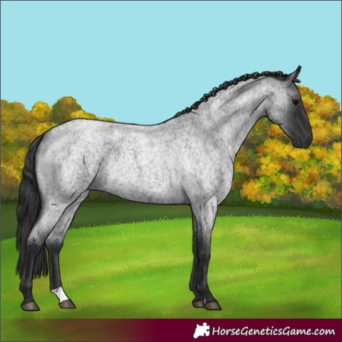 Horse Color:Blue Roan Rabicano 