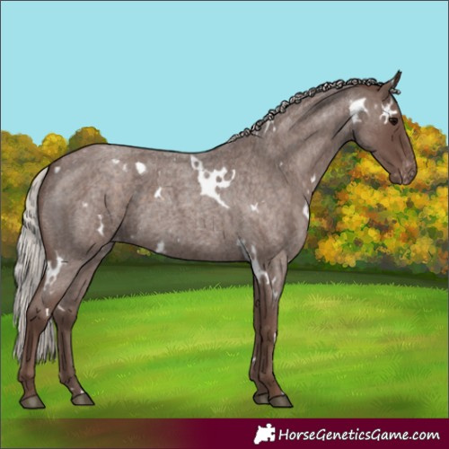 Horse Color:White Spotted Silver Blue Roan Appaloosa