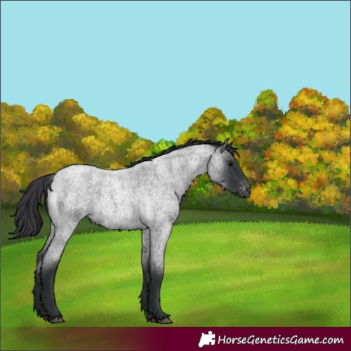 Horse Color:Blue Roan Appaloosa Rabicano 