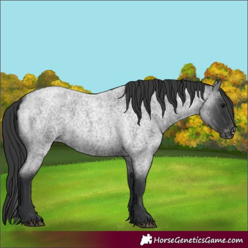 Horse Color:Blue Roan Appaloosa Rabicano 