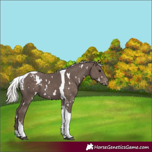 Horse Color:White Spotted Silver Black Tobiano Appaloosa 