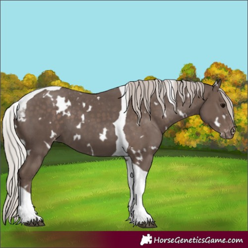 Horse Color:White Spotted Silver Black Tobiano Appaloosa