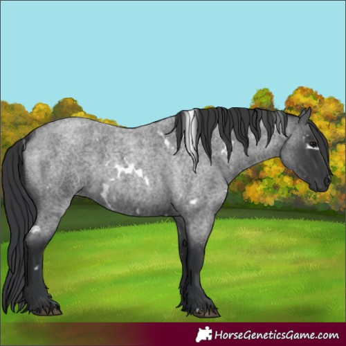 Horse Color:White Spotted Blue Roan