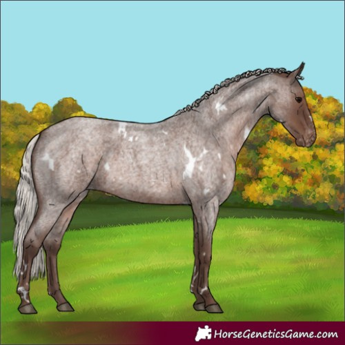 Horse Color:White Spotted Silver Blue Roan Appaloosa