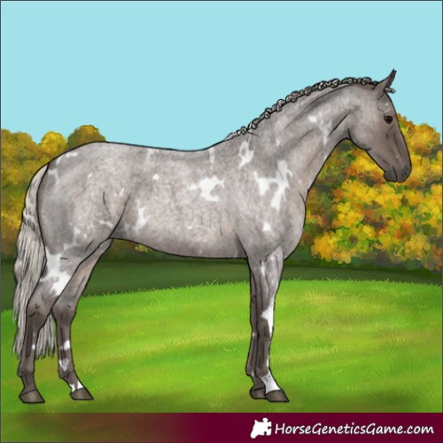 Horse Color:White Spotted Silver Blue Roan