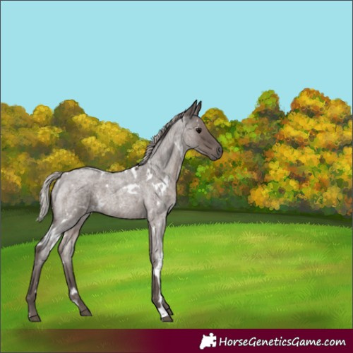 Horse Color:White Spotted Silver Blue Roan 