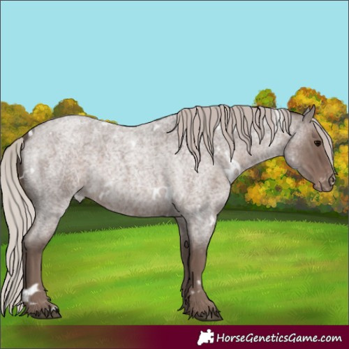 Horse Color:White Spotted Silver Blue Roan Appaloosa Rabicano 