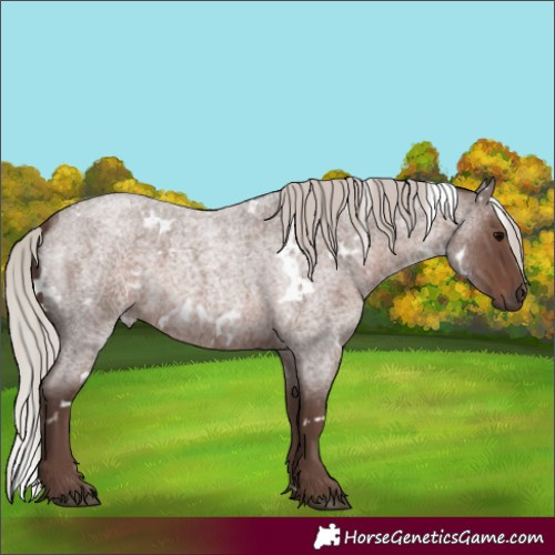 Horse Color:White Spotted Silver Blue Roan 
