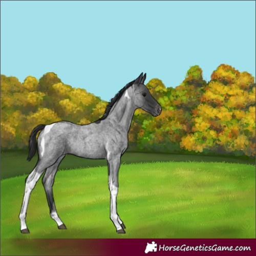 Horse Color:Blue Roan Tobiano Appaloosa Rabicano