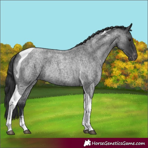 Horse Color:Blue Roan Tobiano Appaloosa Rabicano