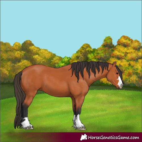 Horse Color:Bay 