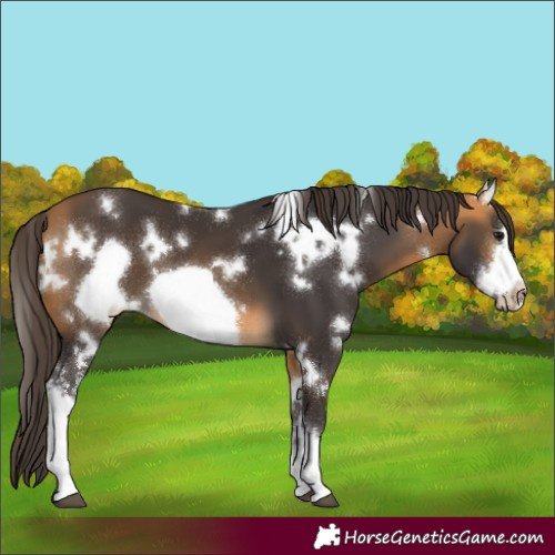 Horse Color:White Spotted Buckskin Sabino Frame 