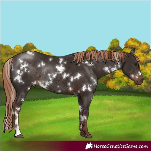 Horse Color:White Spotted Liver Chestnut Rabicano 