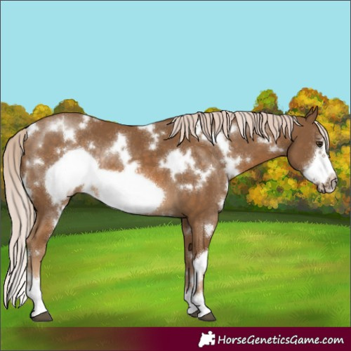 Horse Color:White Spotted Chocolate Palomino Frame Rabicano 