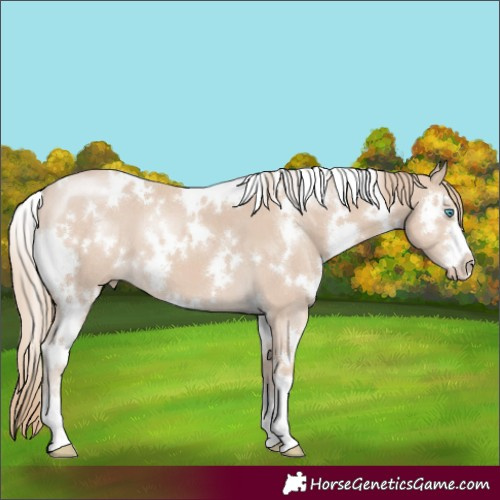 Horse Color:White Spotted Smoky Creme 