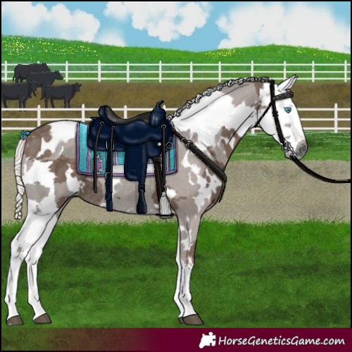 Horse Color:White Spotted Silver Black Merle Rabicano 