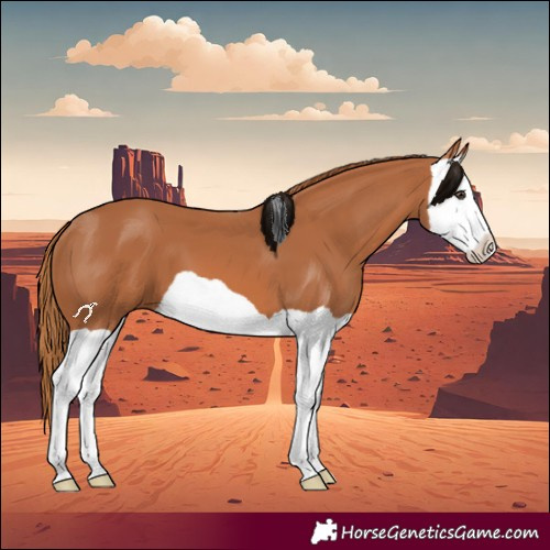 Horse Color:Chestnut Splash 