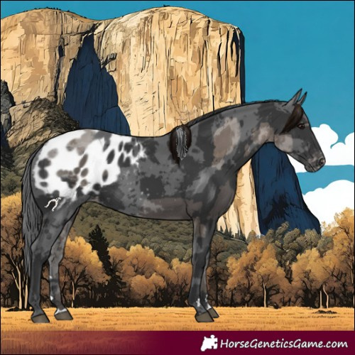Horse Color:Black Merle Appaloosa
