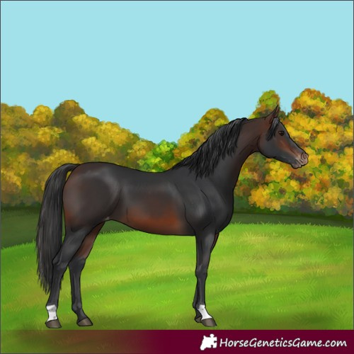 Horse Color:Brown Appaloosa 