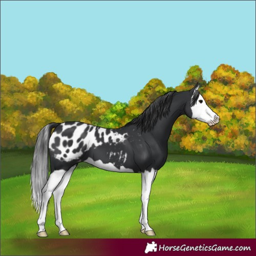 Horse Color:Black Splash Appaloosa 