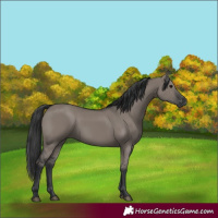 Horse Color:Grullo 