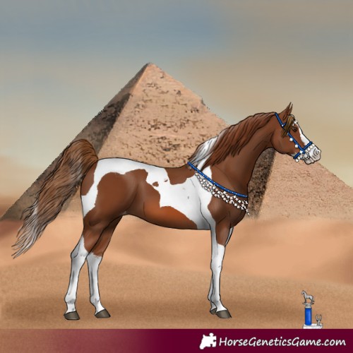 Horse Color:Chestnut Splash Tobiano Appaloosa 