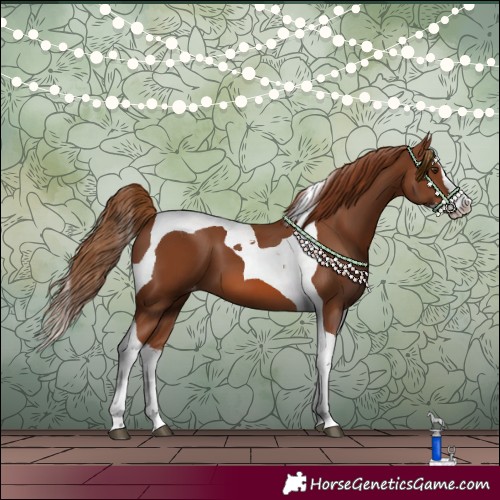 Horse Color:Chestnut Splash Tobiano Appaloosa 