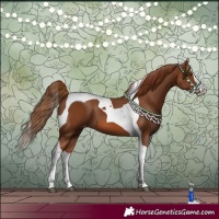 Horse Color:Chestnut Splash Tobiano Appaloosa 