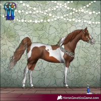 Horse Color:Chestnut Splash Tobiano Appaloosa