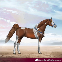 Horse Color:Chestnut Splash Tobiano