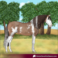 Horse Color:Sable Champagne Sabino Splash