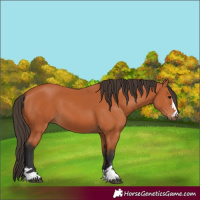 Horse Color:Bay 