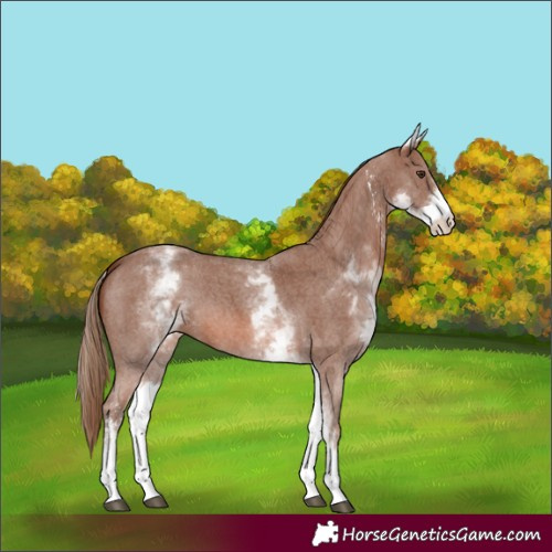Horse Color:White Spotted Chestnut Sabino 
