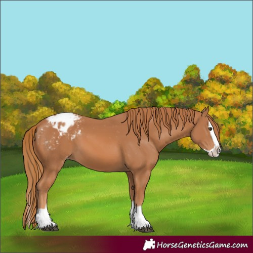 Horse Color:Chestnut Splash Appaloosa 