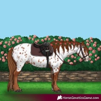 Horse Color:Chestnut Splash Appaloosa