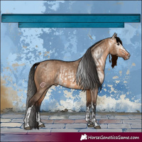 Horse Color:Bay Dun  and Gray Bay Dun 