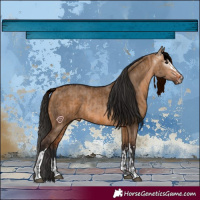 Horse Color:Bay Dun and Gray Bay Dun