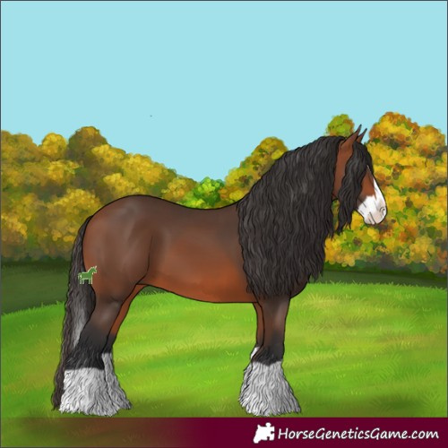 Horse Color:Bay Splash 
