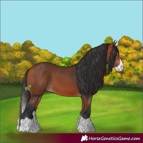 Horse Color:Bay Splash 