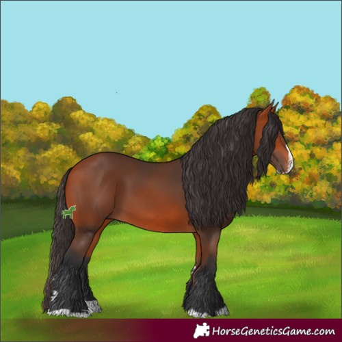 Horse Color:Bay Splash 