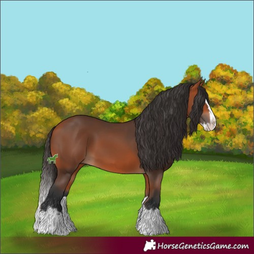 Horse Color:Bay Splash