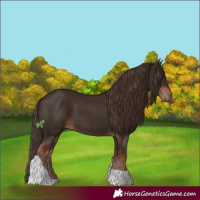 Horse Color:Liver Chestnut Tobiano 