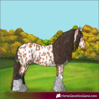 Horse Color:Bay Tobiano Appaloosa 