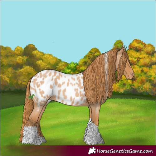 Horse Color:Red Roan Tobiano Appaloosa 