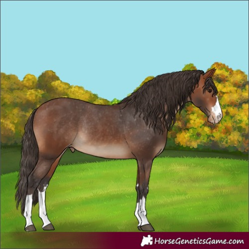 Horse Color:Bay Varnish Rabicano 