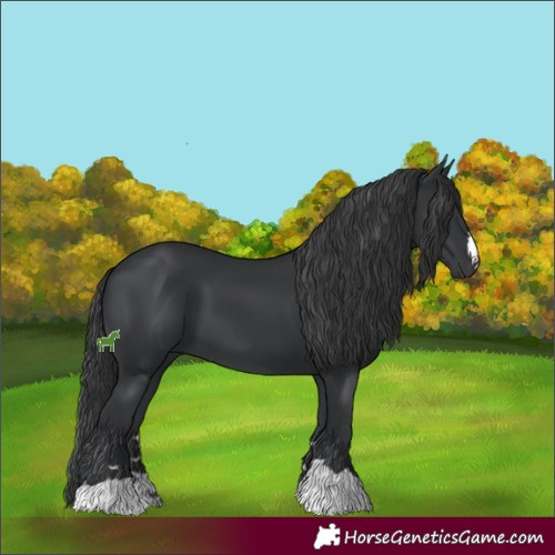 Horse Color:Black 