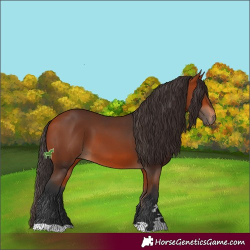Horse Color:Bay 