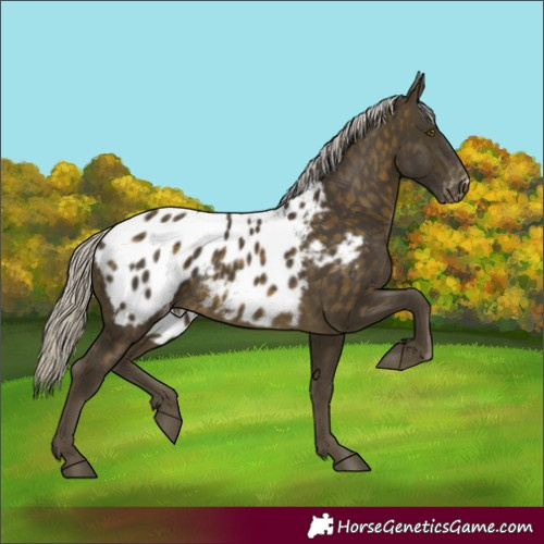 Horse Color:Silver Buckskin Appaloosa 