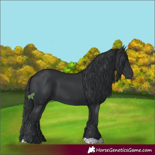 Horse Color:Black 