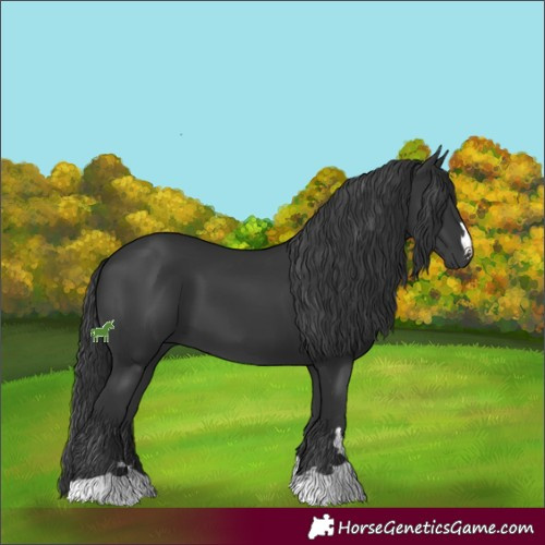 Horse Color:Black 